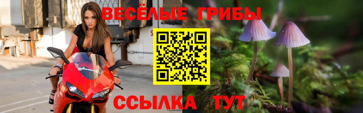 Галлюциногенные грибы прущие грибы Черняховск